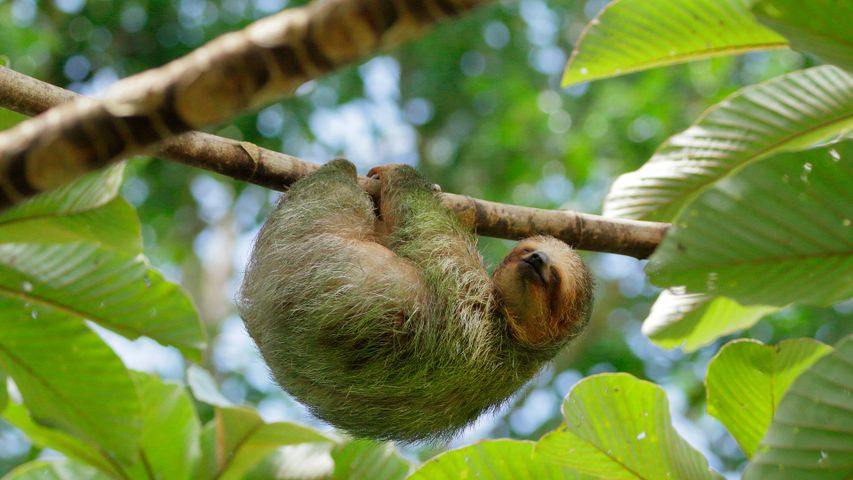 Paresseux à gorge brune dormant dans un arbre cécropia, Costa Rica