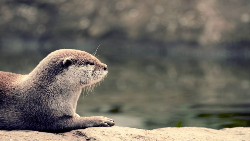 Otters Windows 10 Theme