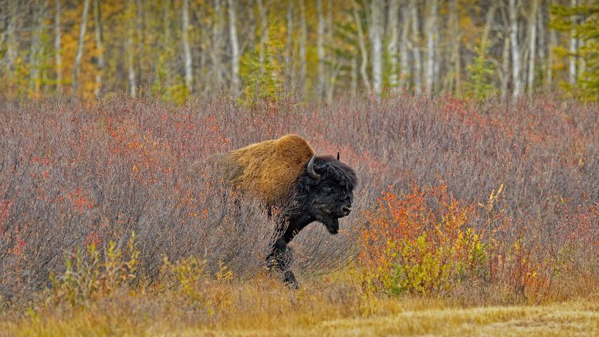 Un bison des bois près de Behchokǫ̀, Territoires du Nord-Ouest, Canada