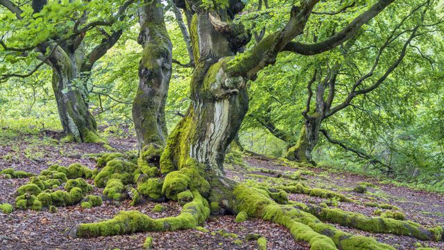 Rotbuchen im Hutewald Halloh bei Albertshausen, Bad Wildungen, Hessen