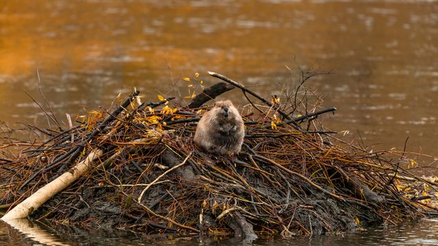 North American beaver, Moran, Wyoming