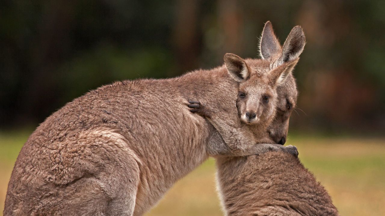 Mãe e bebê canguru