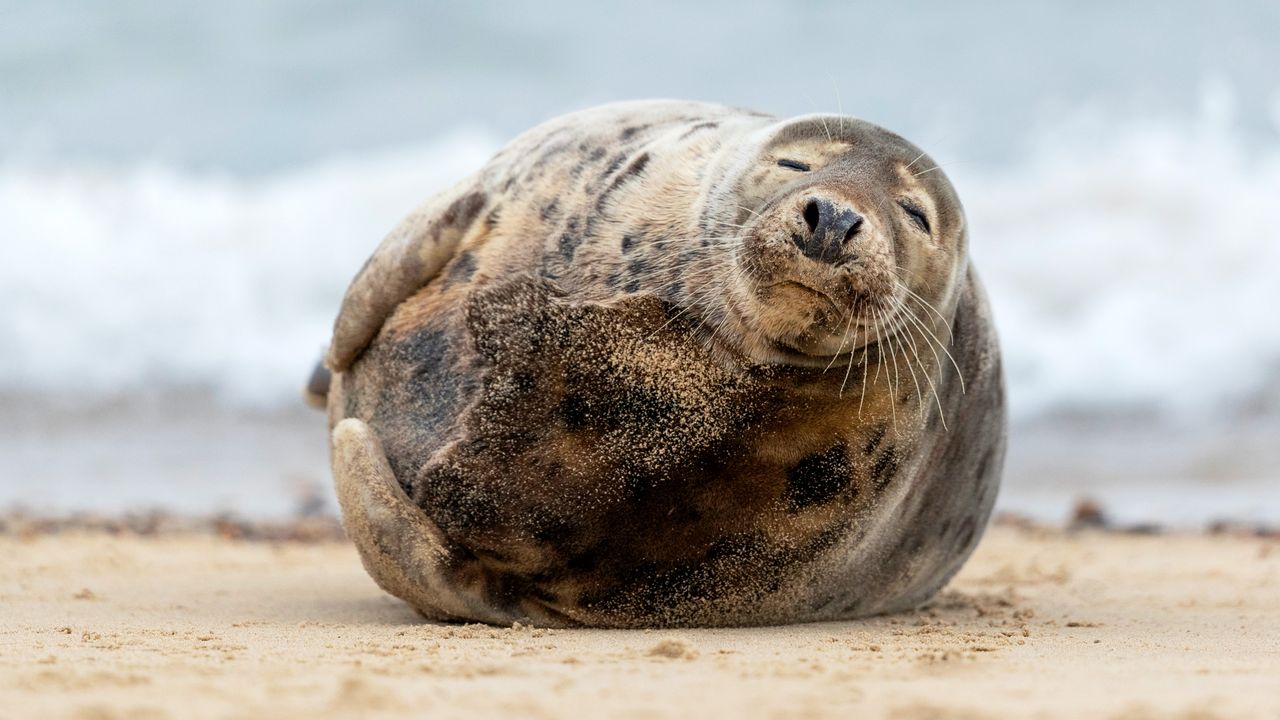 A stout seal
