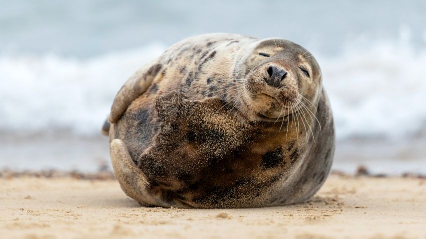 A stout seal