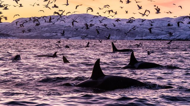 Killer whales in Spildra, Norway