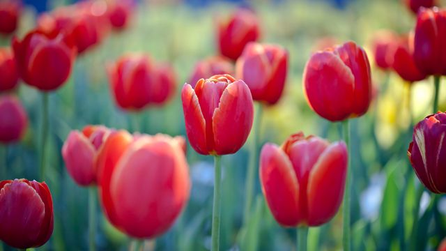 Red tulips at Floriade flower and entertainment festival, Canberra