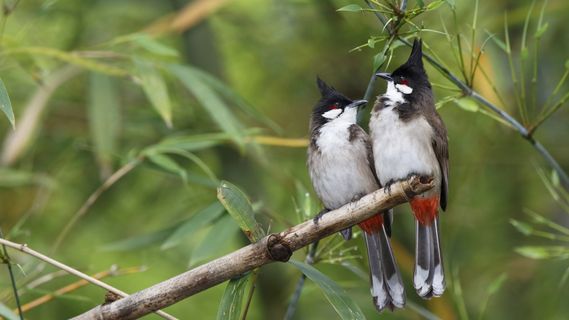 有关GUI框架的一点事