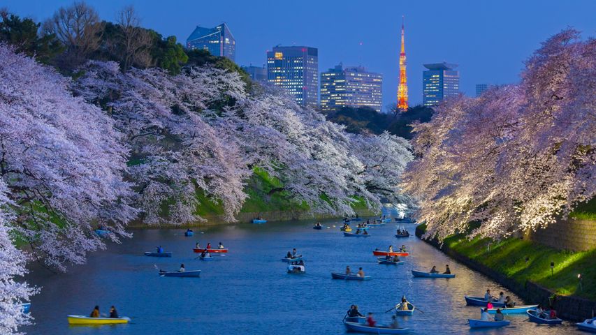 Cherry trees in full bloom near the Imperial Palace with Tokyo Tower in the background, Tokyo, Japan