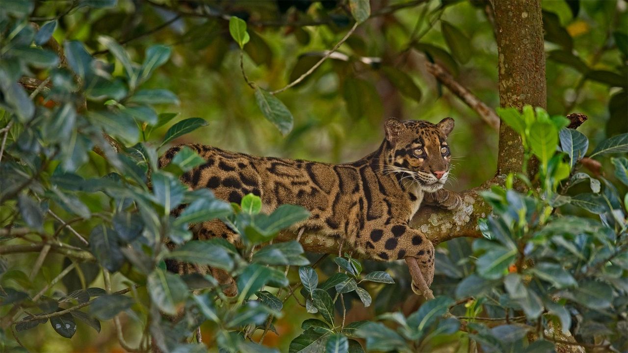シム・シメール、【THE LITTLE CLOUDED LEOPARD】 Safari Ltd Clouded Leopard 100239 | Wildlife