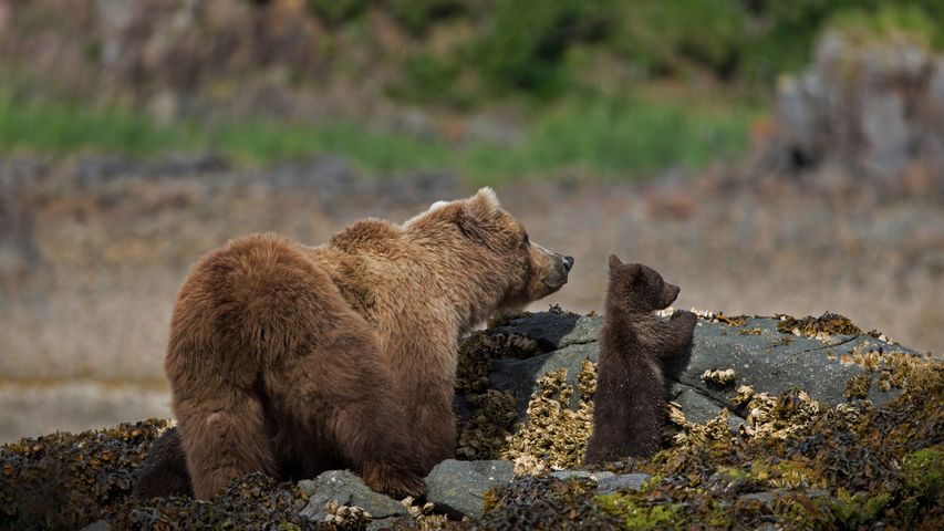 Mamãe urso-pardo e seu filhote, no Parque Nacional e Reserva de Katmai, Alasca, nos Estados Unidos