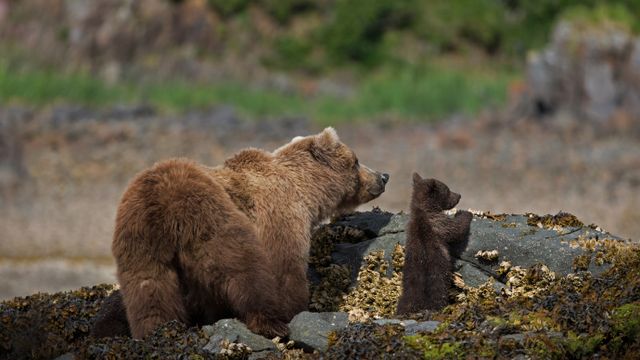 アメリカヒグマの母子, 米国 アラスカ州