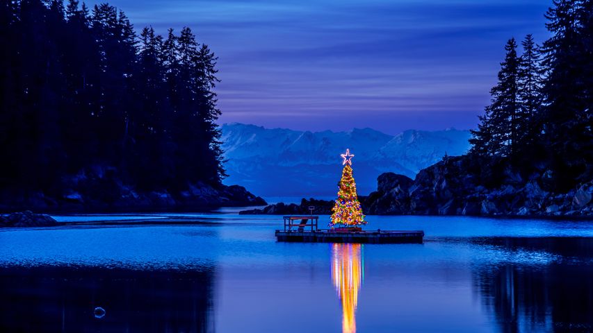アマルガ港のクリスマスツリー, 米国 アラスカ
