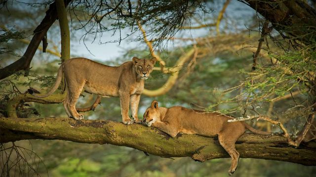 Deux lionnes dans la forêt près du lac Nakuru, Kenya