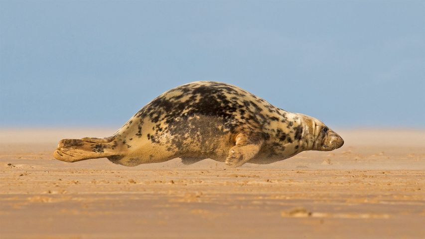 Grey seal hitching itself over the beach at Donna Nook, North Lincolnshire, England
