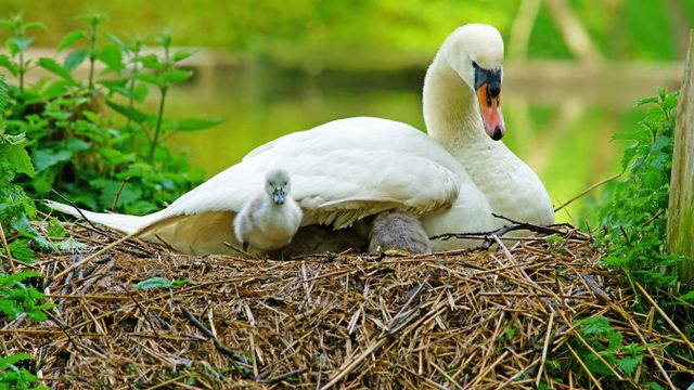 Swan and her cygnets on a nest in Stroud, Gloucestershire