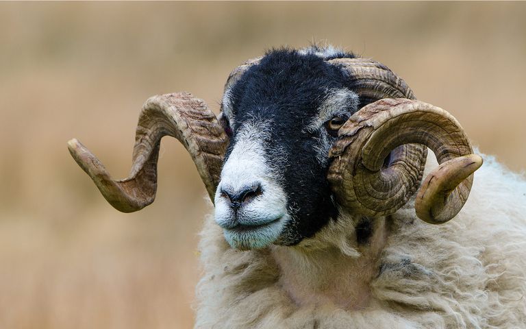 Antlers and Horns Theme for Windows 10