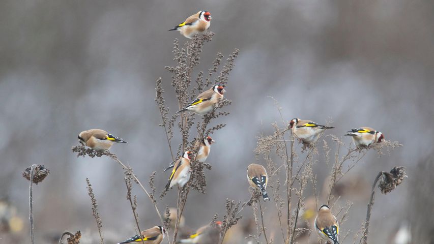 Stieglitze (Carduelis carduelis) auf der Nahrungssuche in einem Sonnenblumenfeld, Deutschland