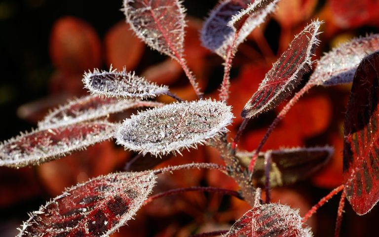 Frosty Art Windows 10 Theme