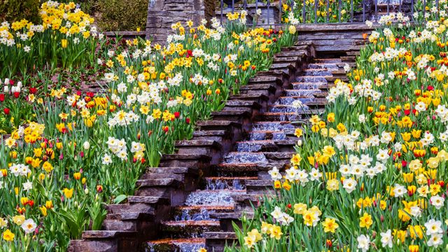 Blumengarten auf der Insel Mainau im Bodensee, Baden-Württemberg