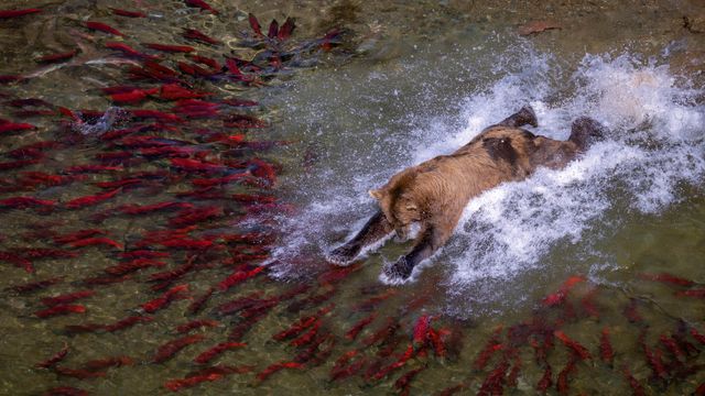 Brown bear fishing in river, Katmai National Park, Alaska, United States