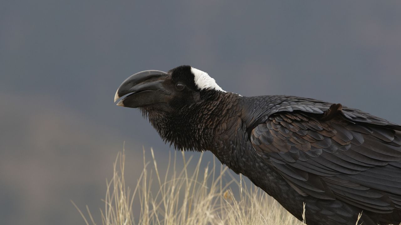 Thick-billed raven, Simien Mountains, Ethiopia - Bing Gallery · Peapix