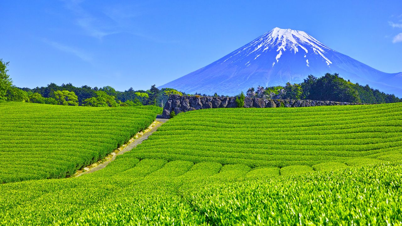 大淵笹場の茶畑, 静岡県 富士市