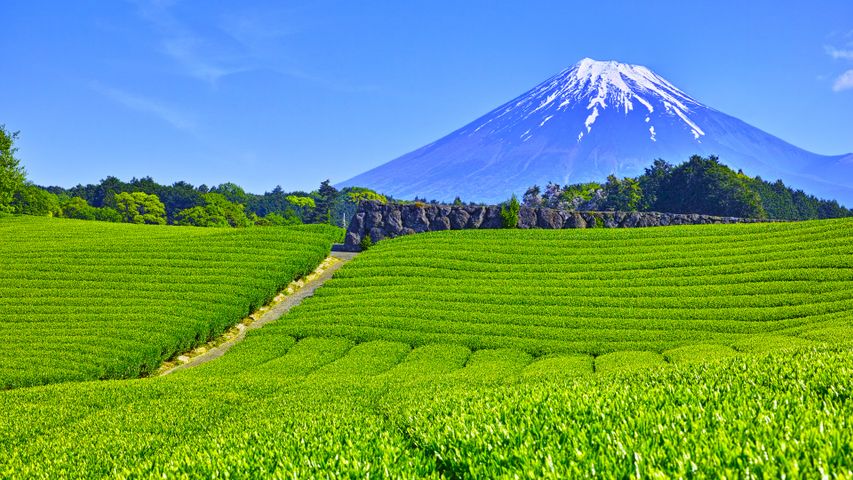 大淵笹場の茶畑, 静岡県 富士市