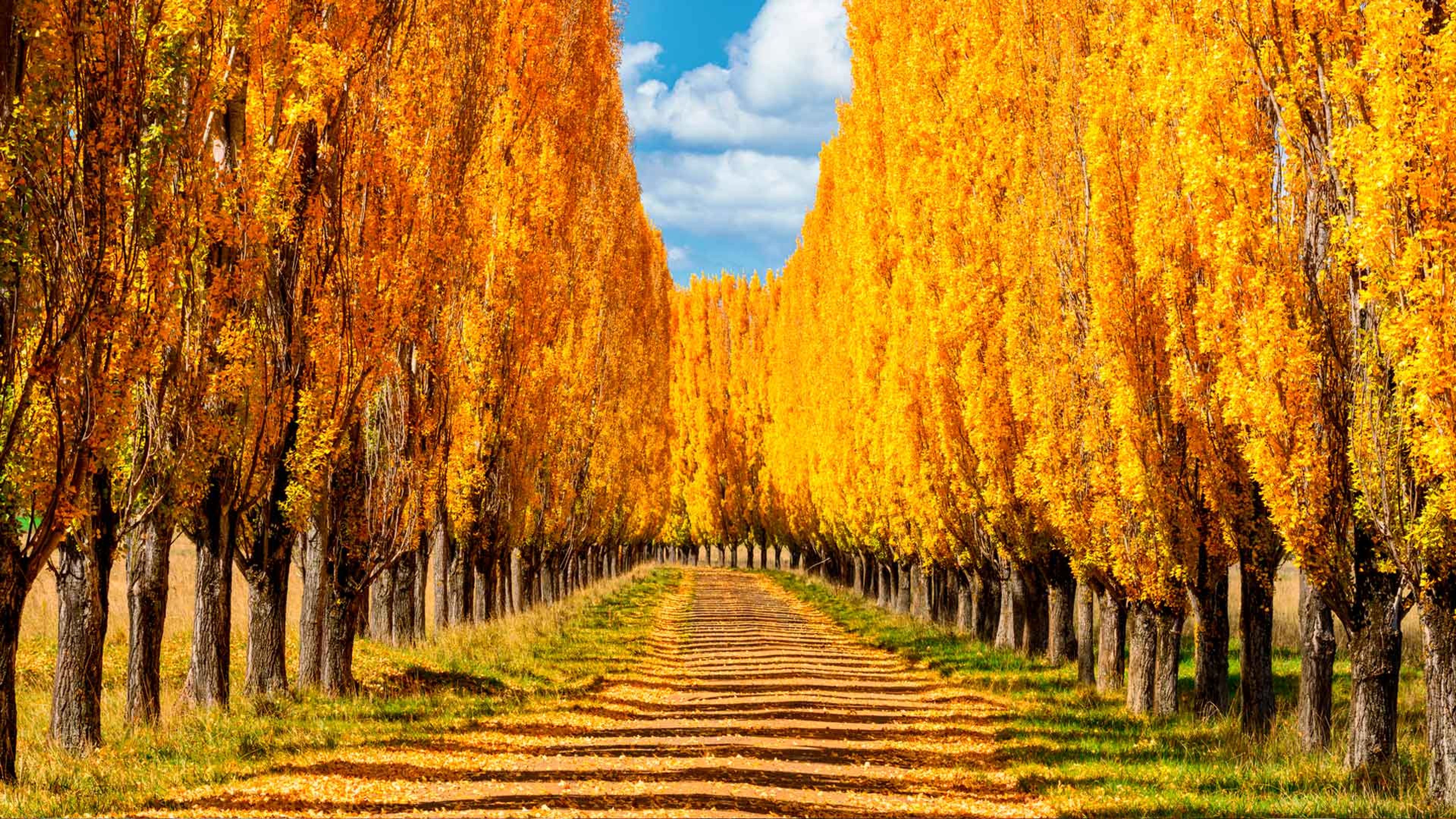 autumn-colours-in-new-england-new-south-wales-bing-gallery