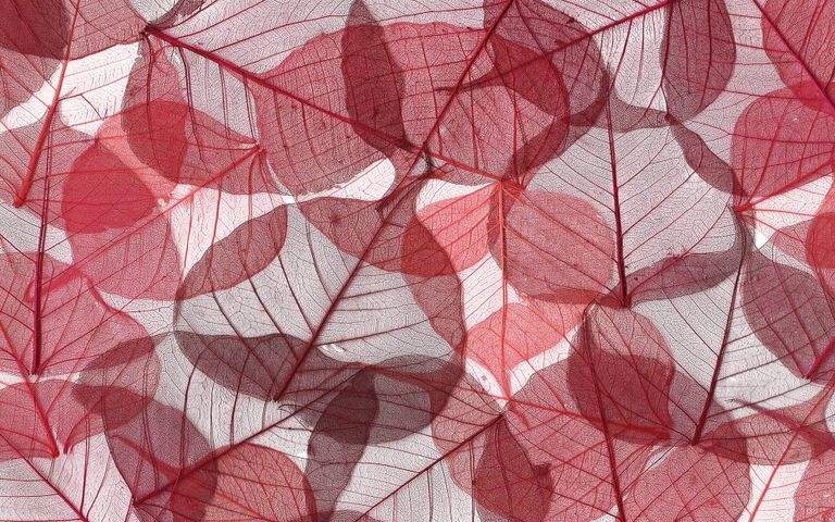 Leafy Structures Windows 10 Theme