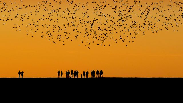 Starlings during the autumn migration