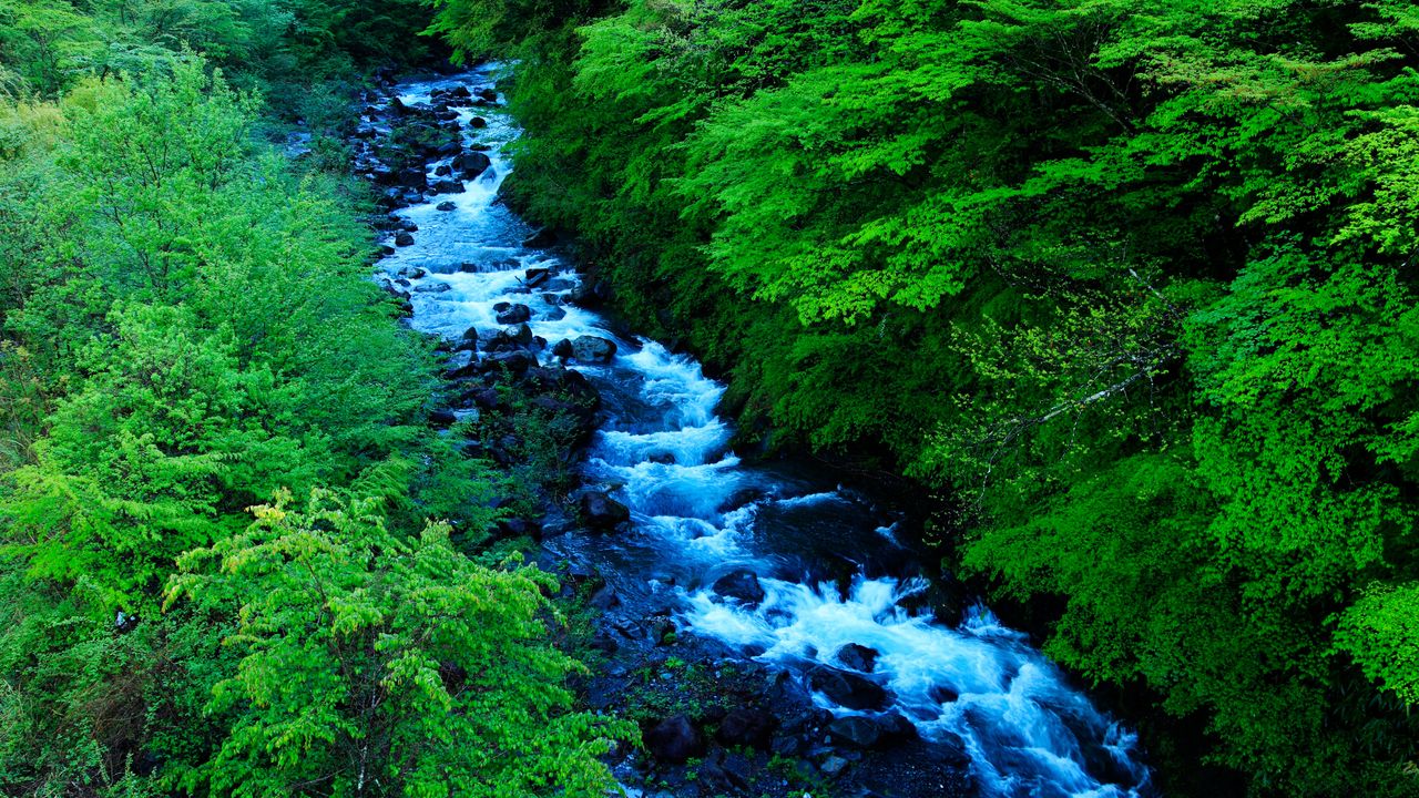 夏の森を潤す清流, 静岡県