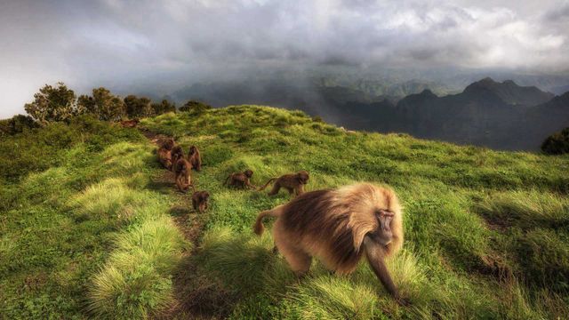 Dscheladas im Simien-Nationalpark, Äthiopien