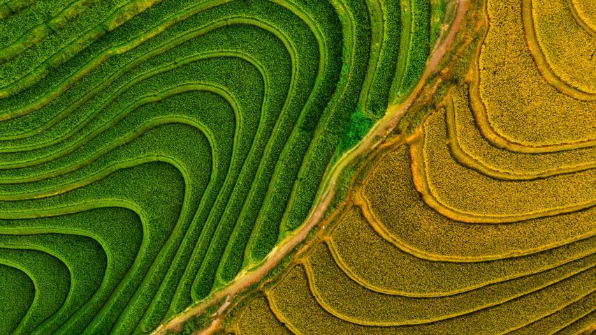 Two-tone terraces