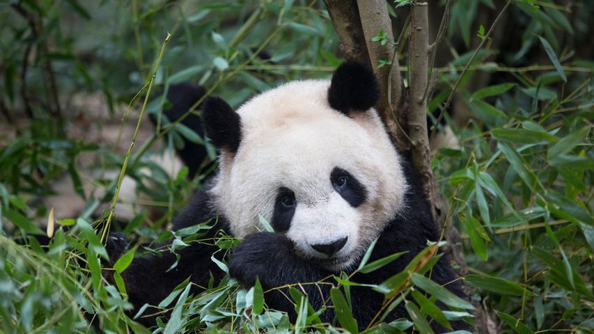 Panda gigante che mangia bambù, Chengdu, Cina