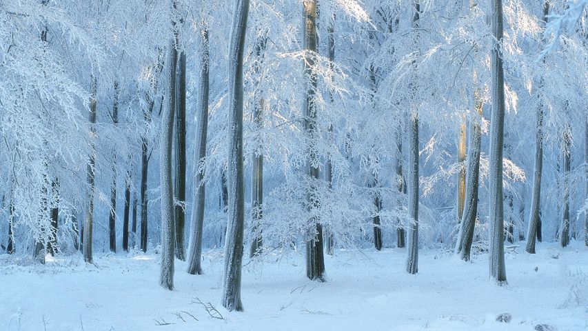 European beech forest in Belgium