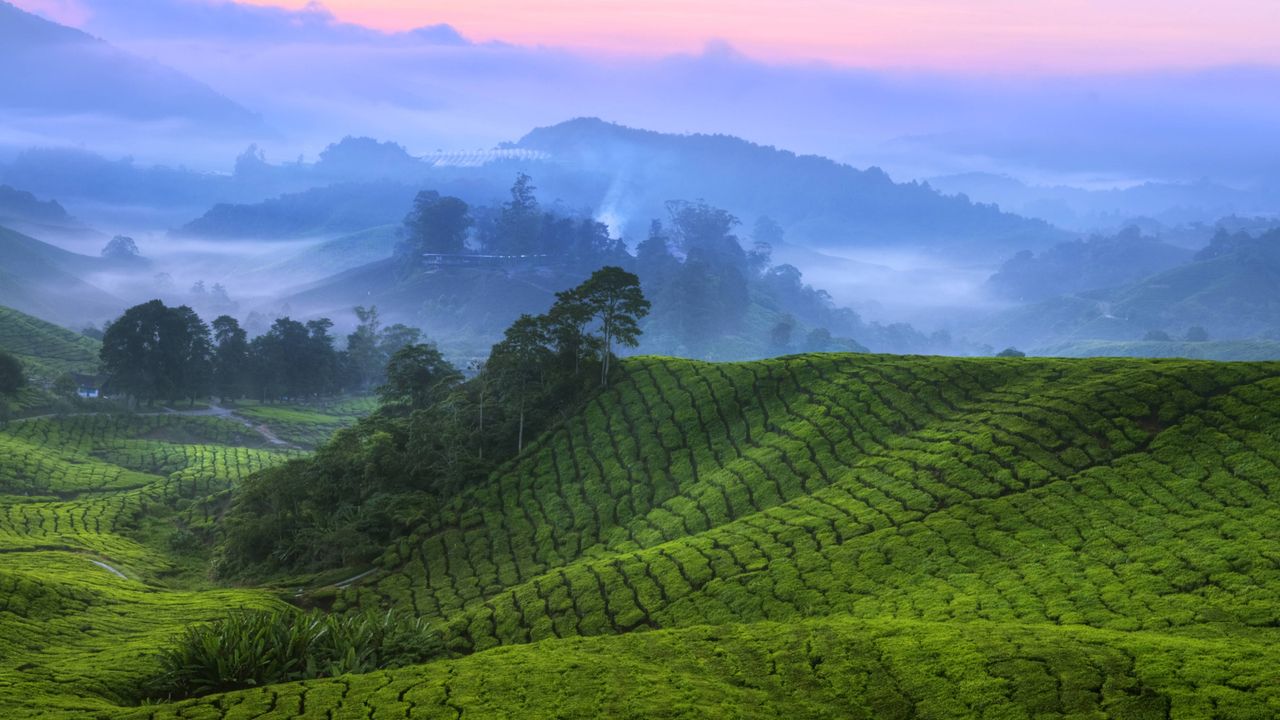 Tea Plantations, Cameron Highlands