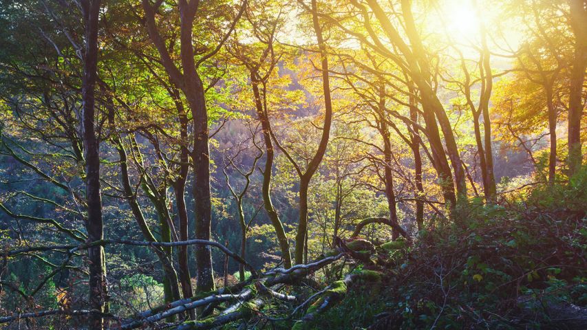 Puesta de sol en el Parque Forestal de Glenariff, condado de Antrim, Irlanda