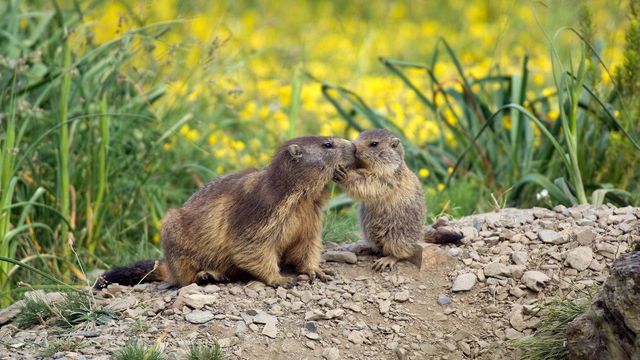 Une marmotte et son petit à l’occasion de la fête des Mères en France