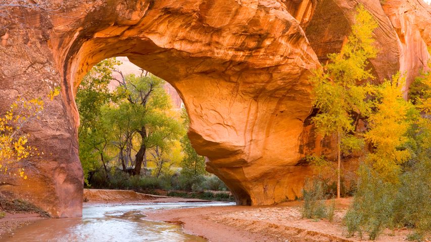 Cottonwoods through an arch in Coyote Gulch, Glen Canyon Recreation ...