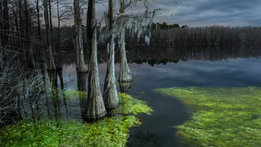 Pine Log State Forest, Florida