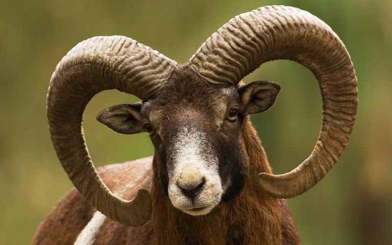 Antlers and Horns Theme for Windows 10
