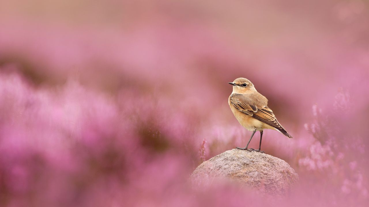 wheatear-and-flowering-heather-peak-district-national-park-england
