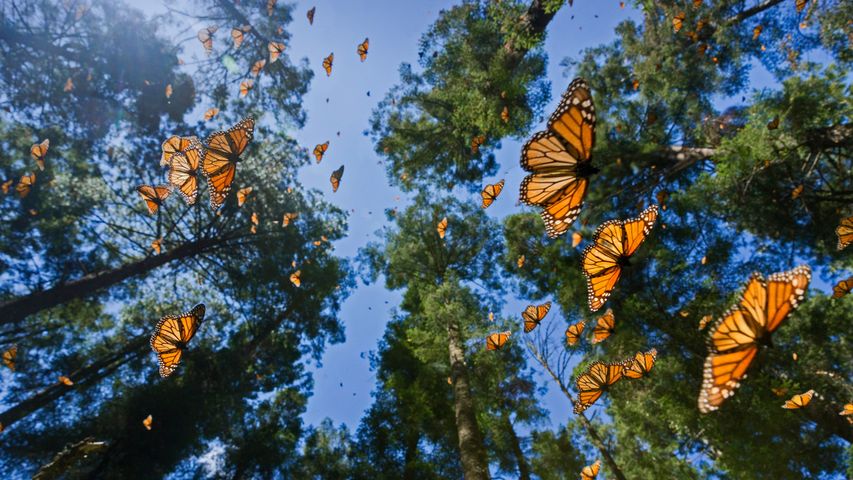 Monarques dans la réserve de biosphère du papillon monarque, Angangueo, Mexique