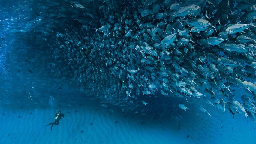 Thousands of jack fish swimming together at Cabo Pulmo National Park, Sea of Cortez, Baja California, Mexico
