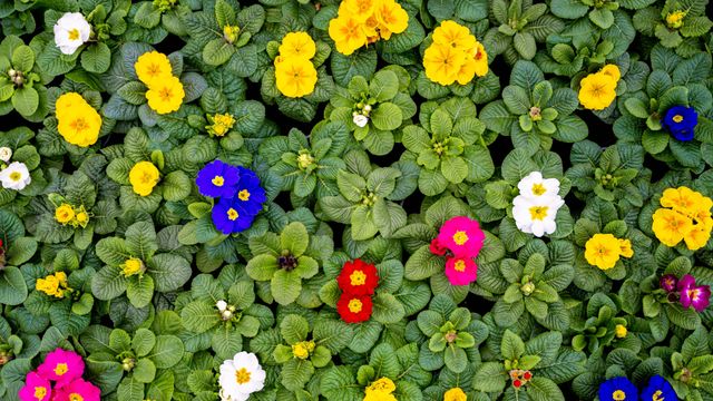 Stängellose Schlüsselblumen, Weener, Niedersachsen