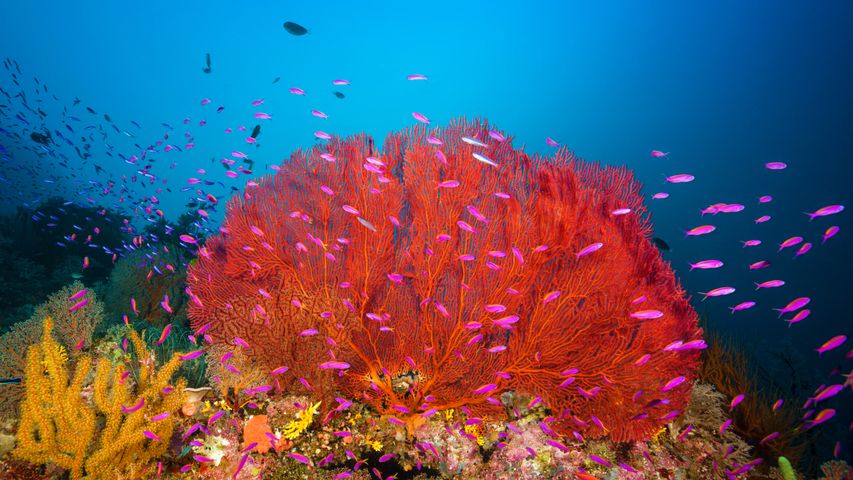 马罗沃泻湖中的珊瑚礁，所罗门群岛