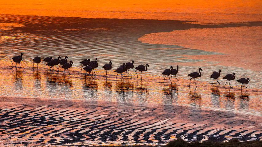 Flamingos in the Eduardo Avaroa Andean Fauna National Reserve in Bolivia