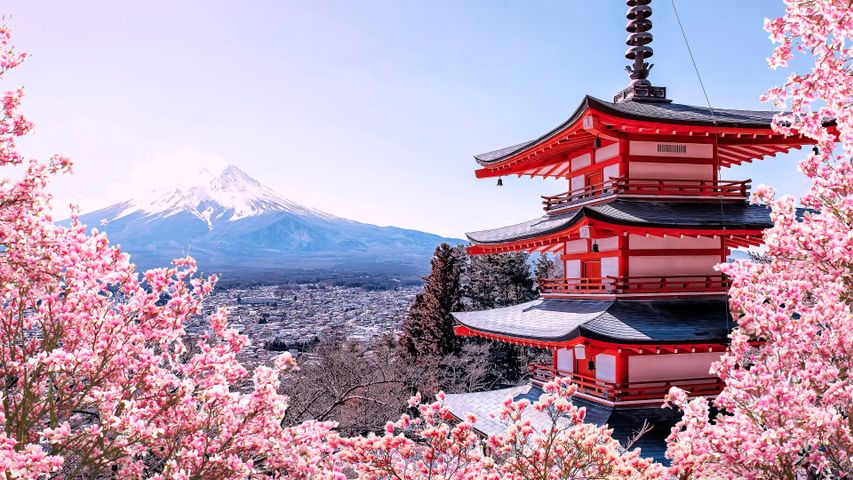 Sakura season