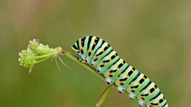 Old world swallowtail caterpillar for World Book Day