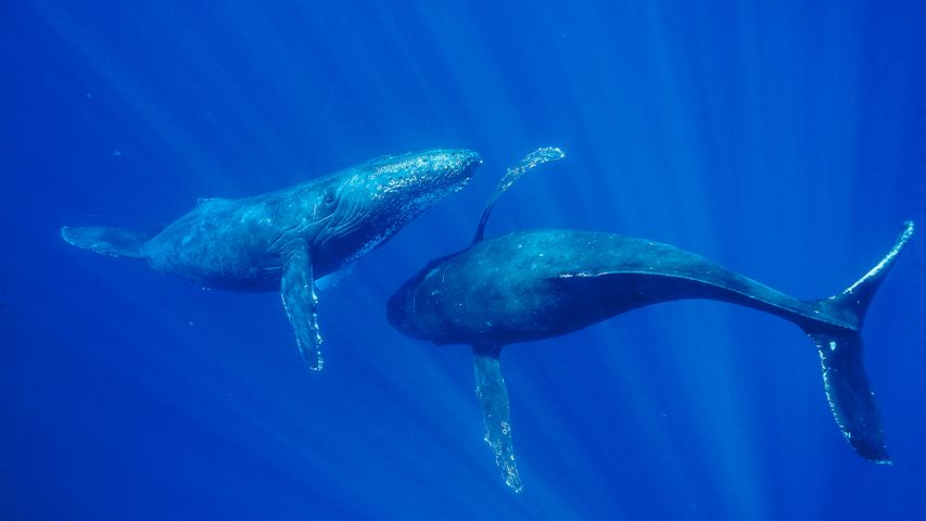 毛伊岛附近的座头鲸，美国夏威夷